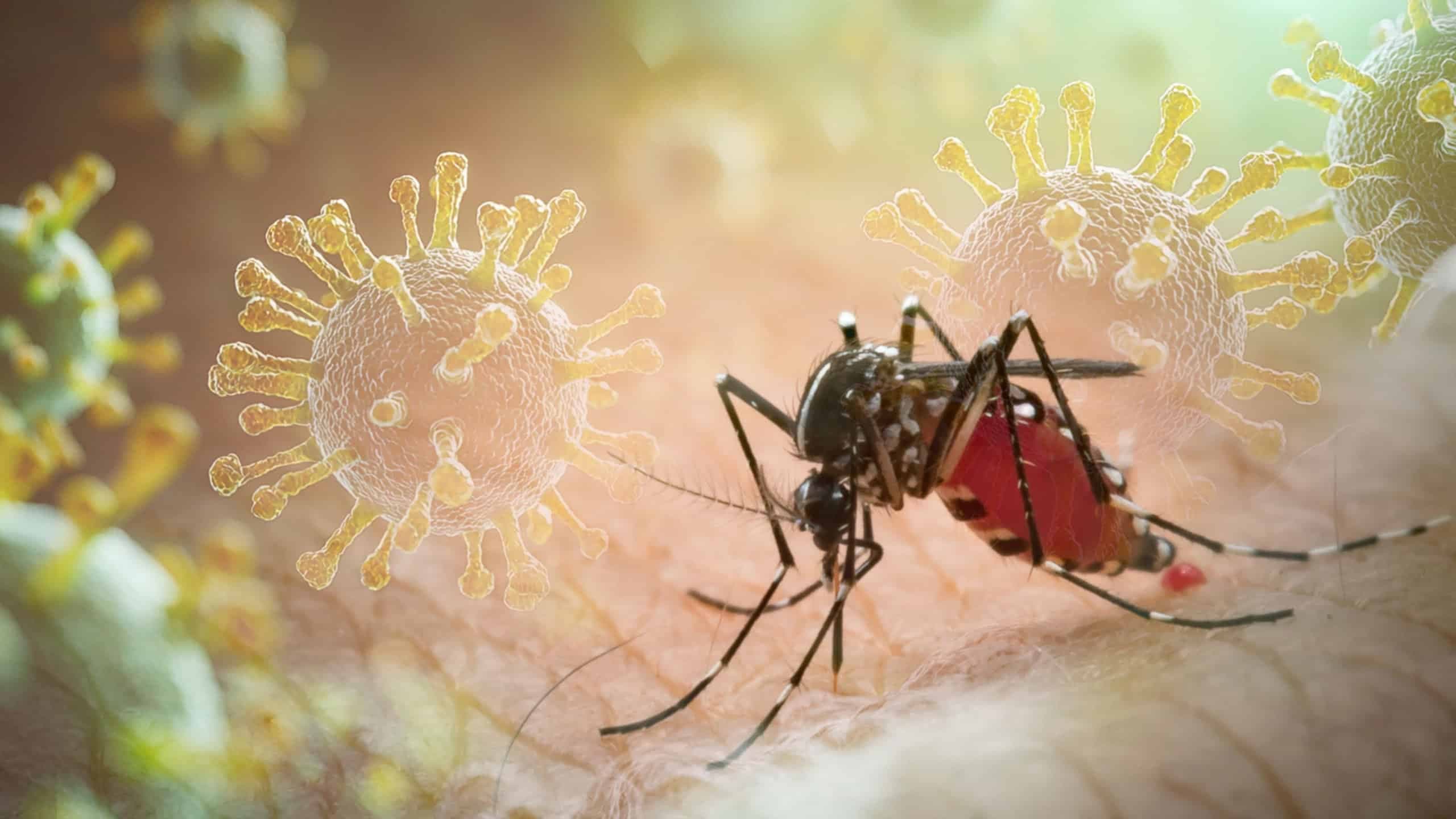Não é recomendado coçar onde o mosquito picou/Shutterstock_frank60