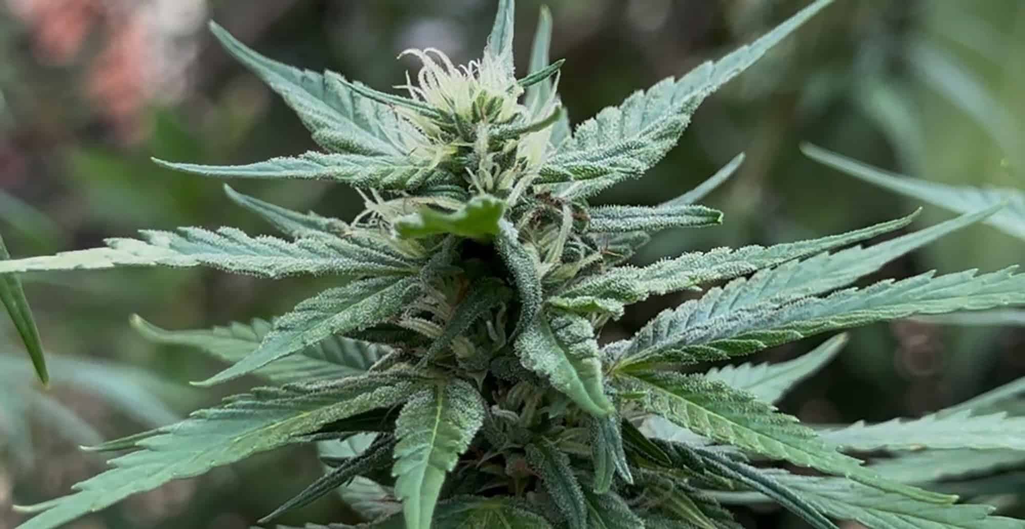 Planta da cannabis; autocultivo tem que ser solicitado via judicial (Imagem: Thaís Pimenta)