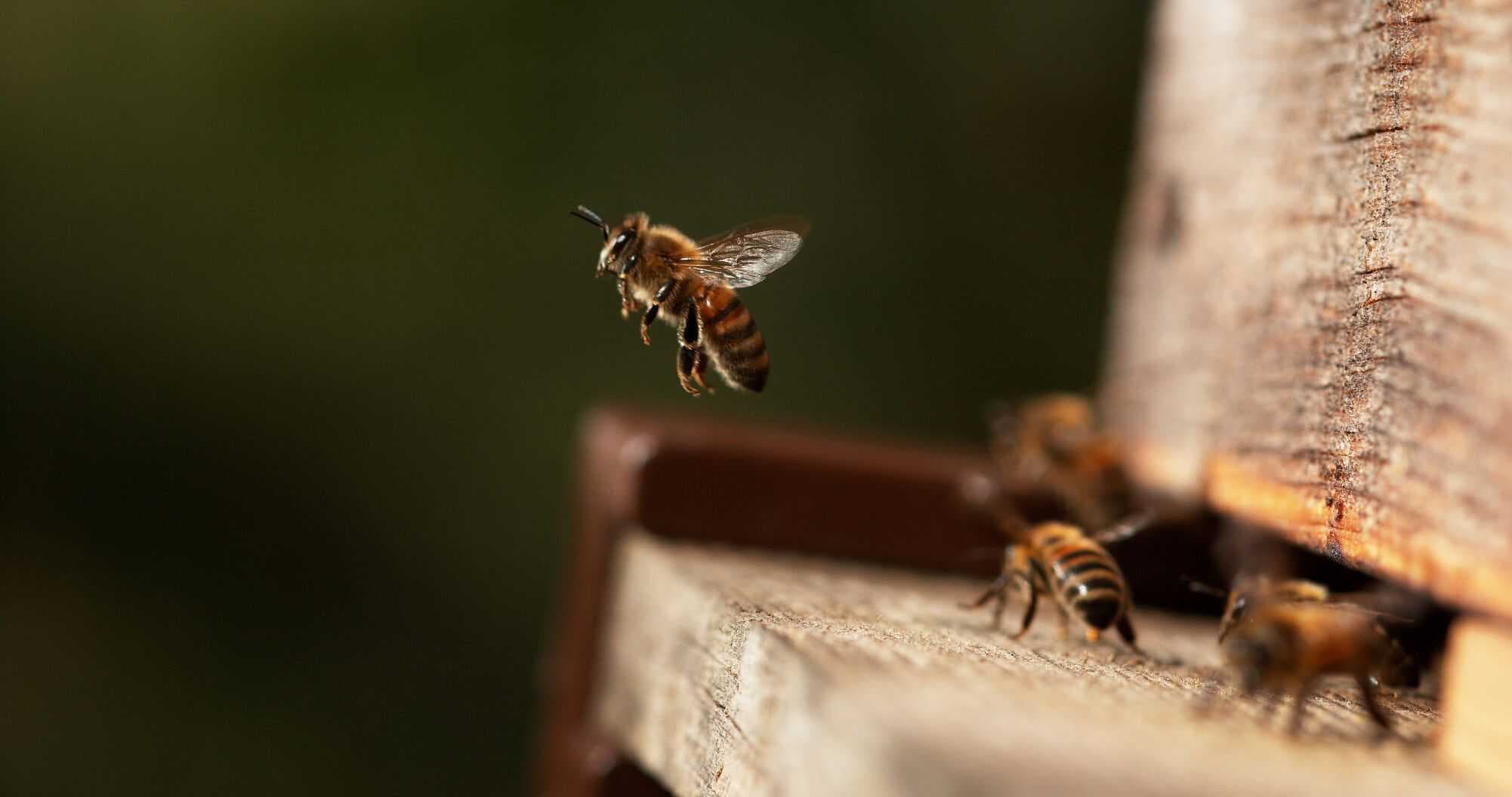 Imagem: slowmotiongli/Shutterstock