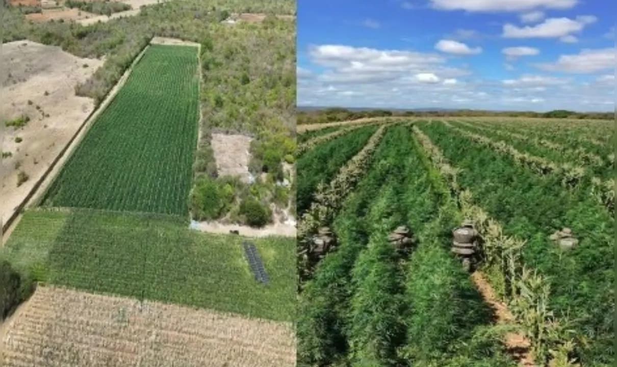 Drones foram utilizados para mapear área da plantação de maconha.