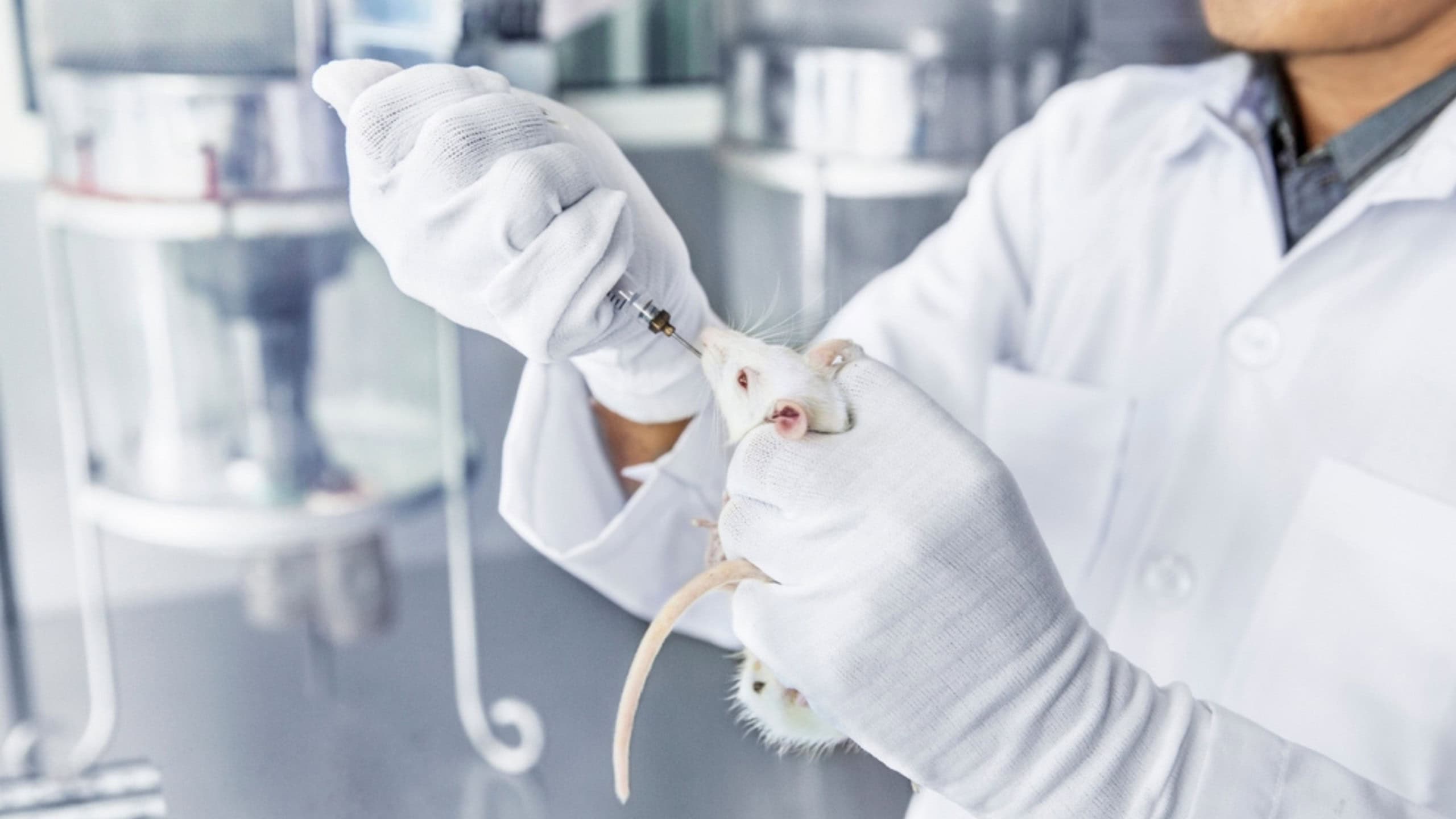 Profissional realizando um teste em um rato - Imagem: sansandra/Shutterstock