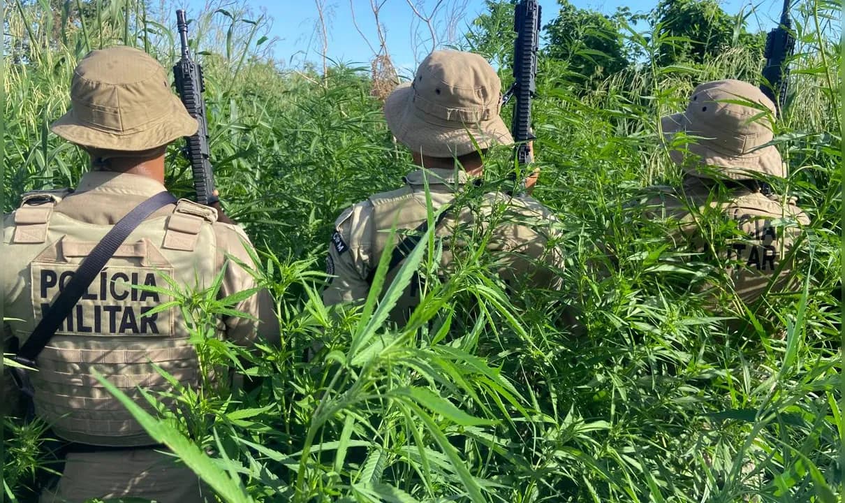 Pés de maconha foram incinerados e coleta de amostras foram encaminhadas às autoridades.