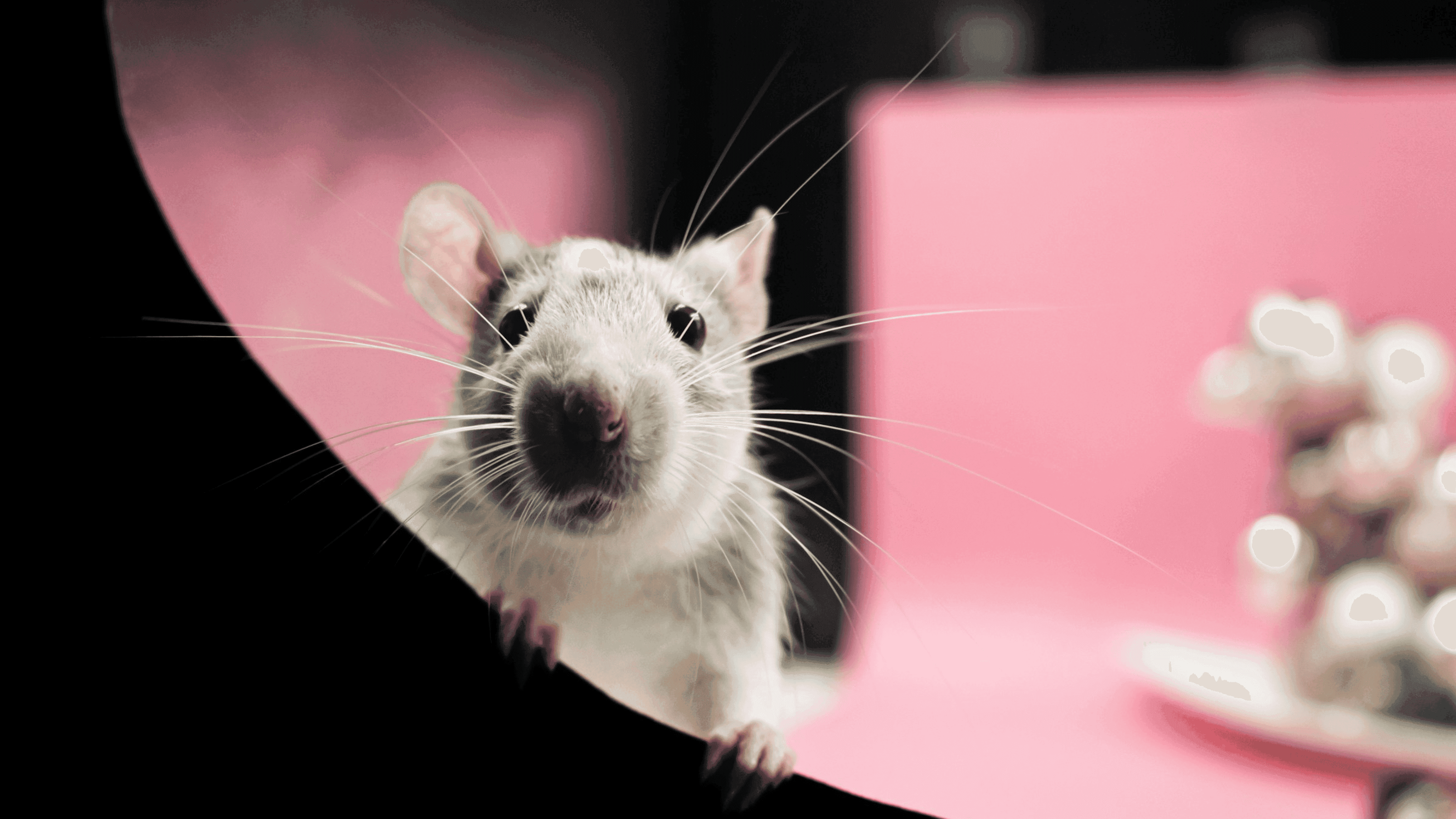 Ratinho dando close (Reprodução: Nikolett Emmert/Unsplash)