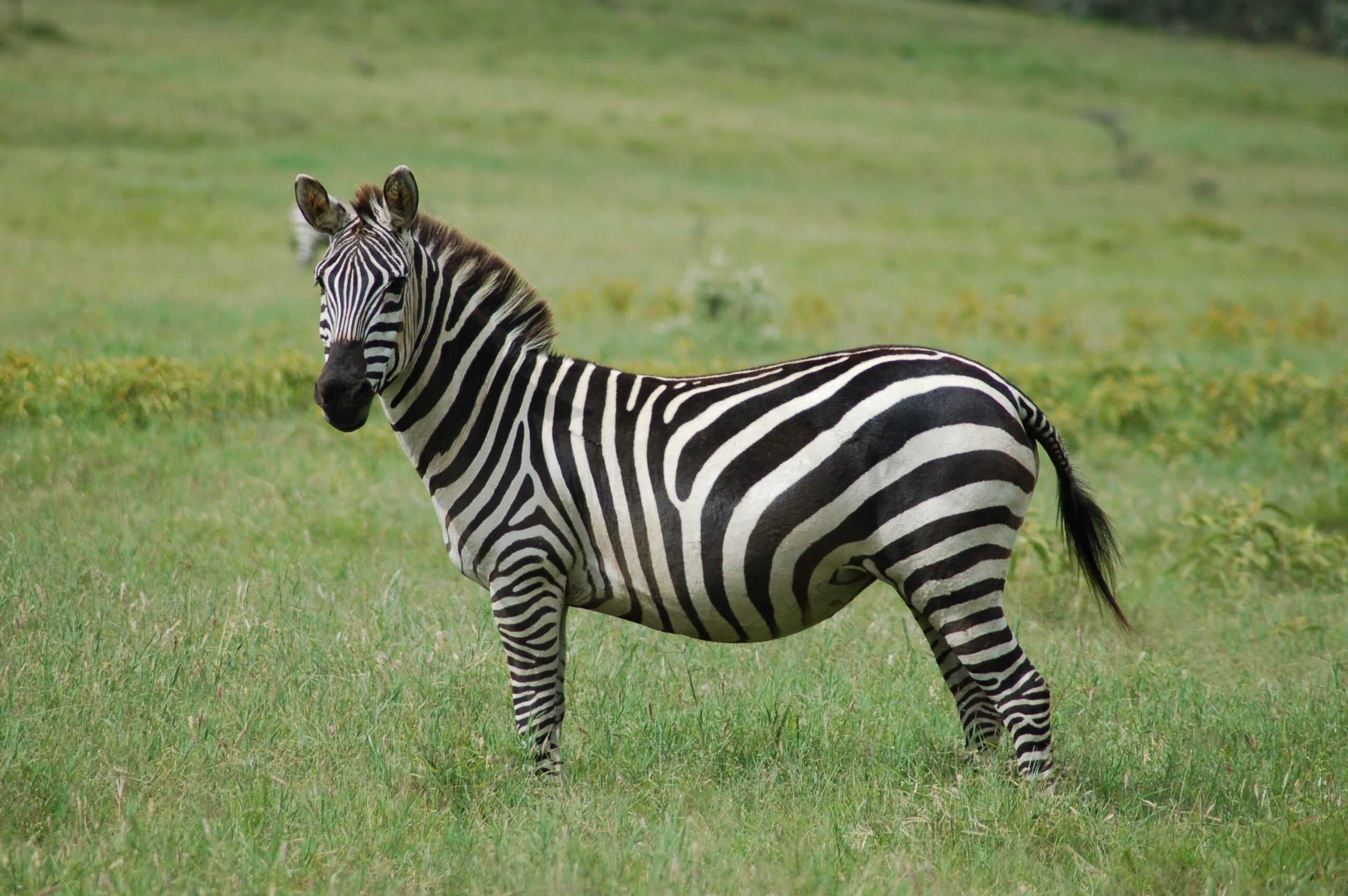 Uma zebra no Parque Nacional Hell's Gate, no Quênia (Imagem: Joachin Huber/Reprodução)
