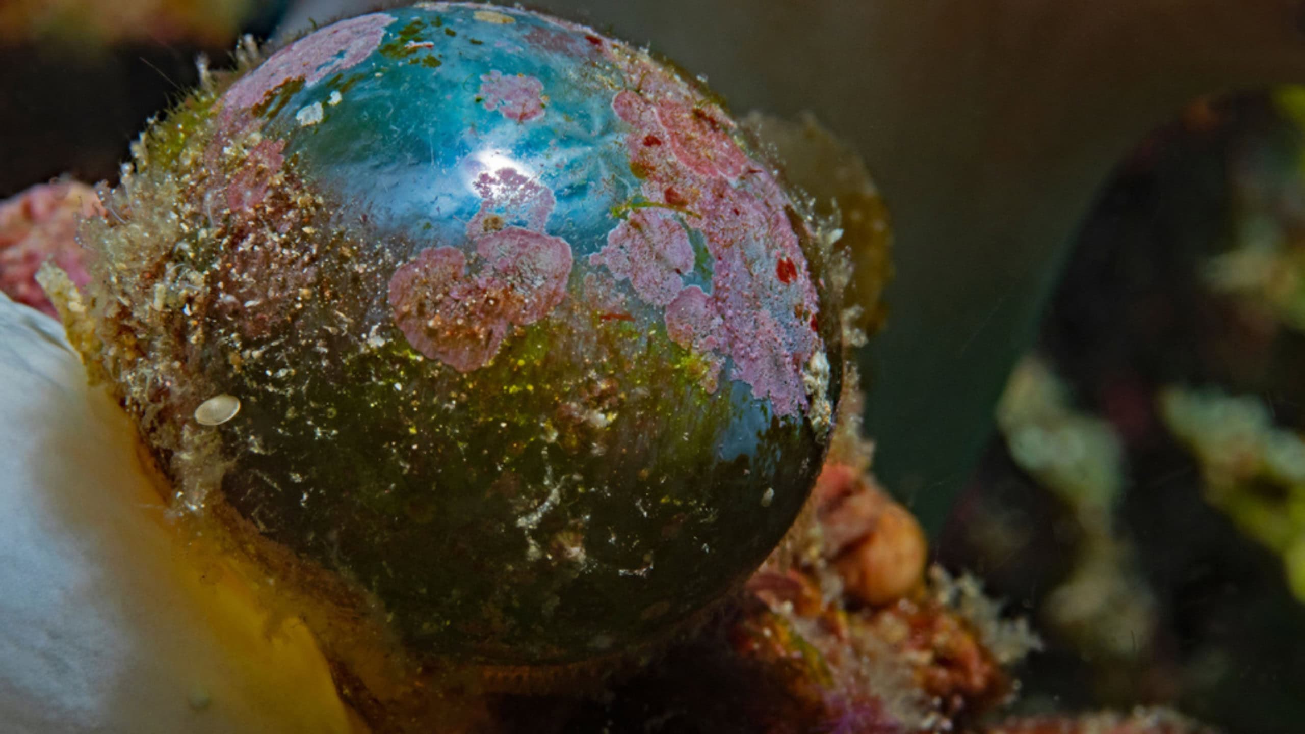 Foto de uma alga olho-do-marinheiro no fundo do mar em uma região tropical ou subtropical - Imagem: scubaluna/Shutterstock