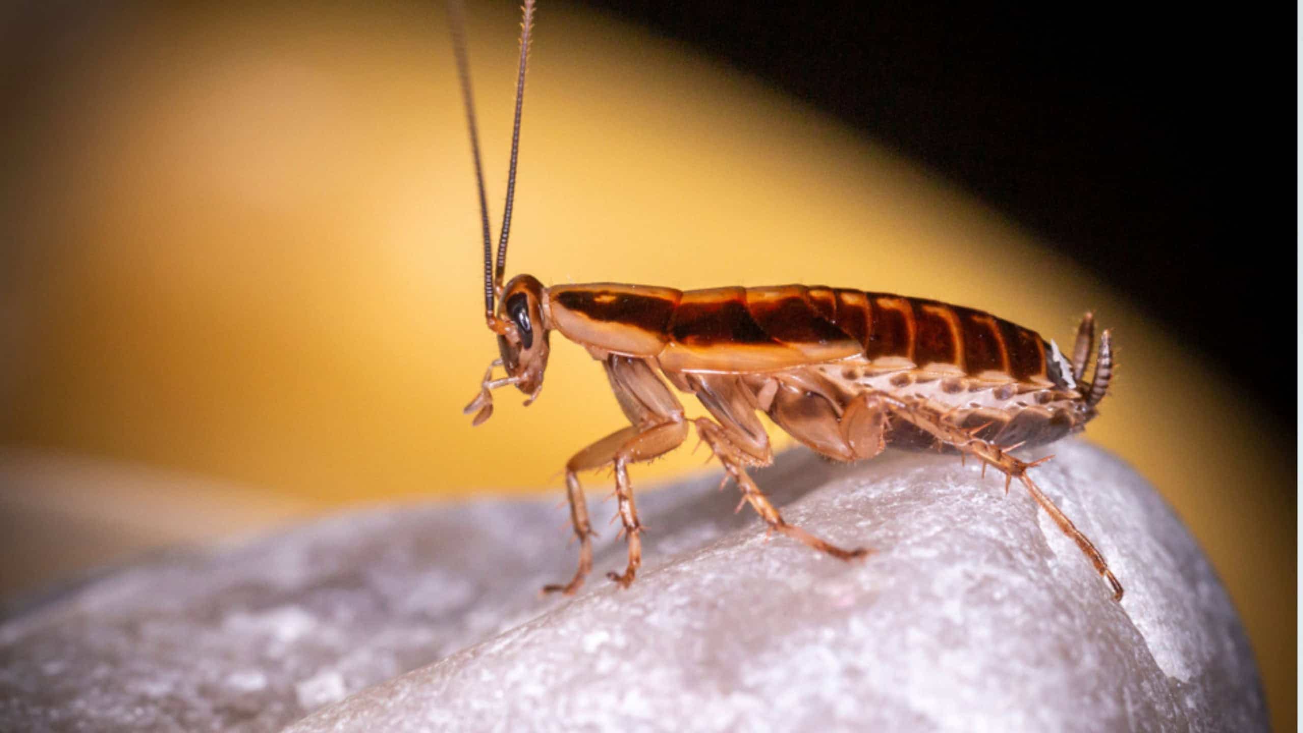 Além de ser visto por muitas pessoas como um inseto nojento, a barata pode trazer perigos à saúde - Imagem: Erik Karits/Shutterstock