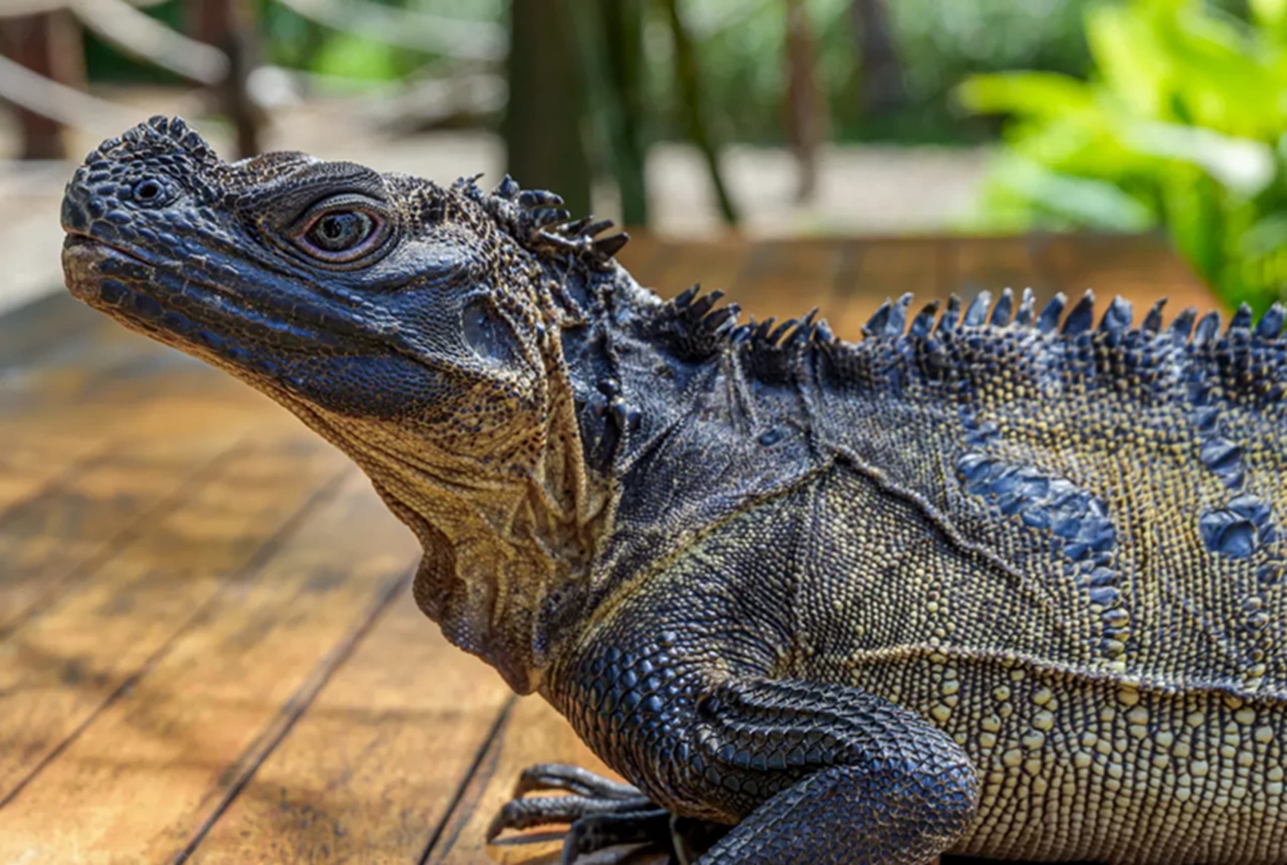 (Imagem: Benno Putro/Shutterstock)