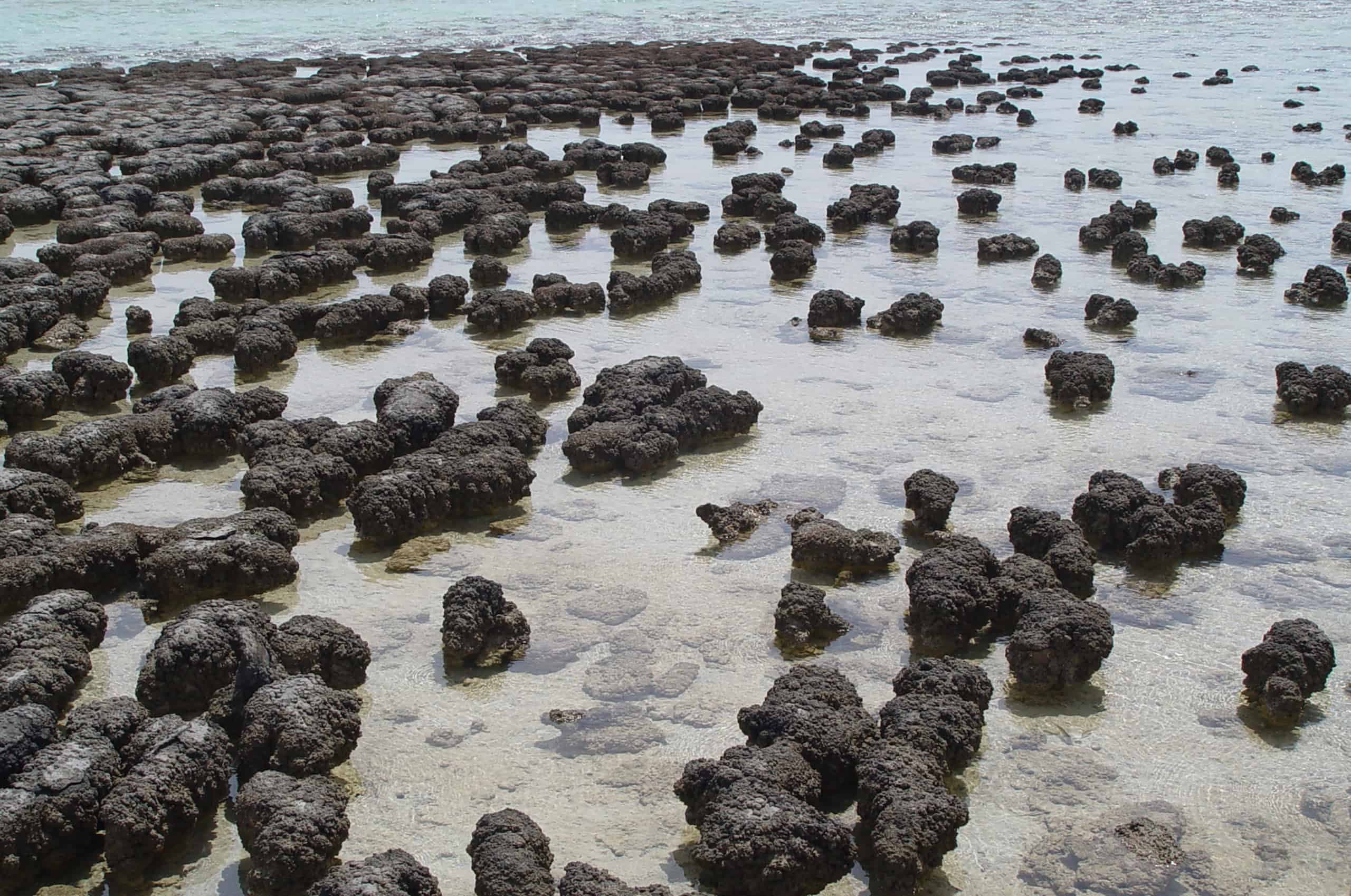 Evidências fósseis conclusivas de vida antiga remontam a mais de 3,5 bilhões de anos, na forma de montes chamados estromatolitos depositados por tapetes bacterianos. Uma nova análise de inteligência artificial recua as evidências moleculares para 3,3 bilhões de anos atrás. Crédito: Paulo Harrison / Wikimedia Commons