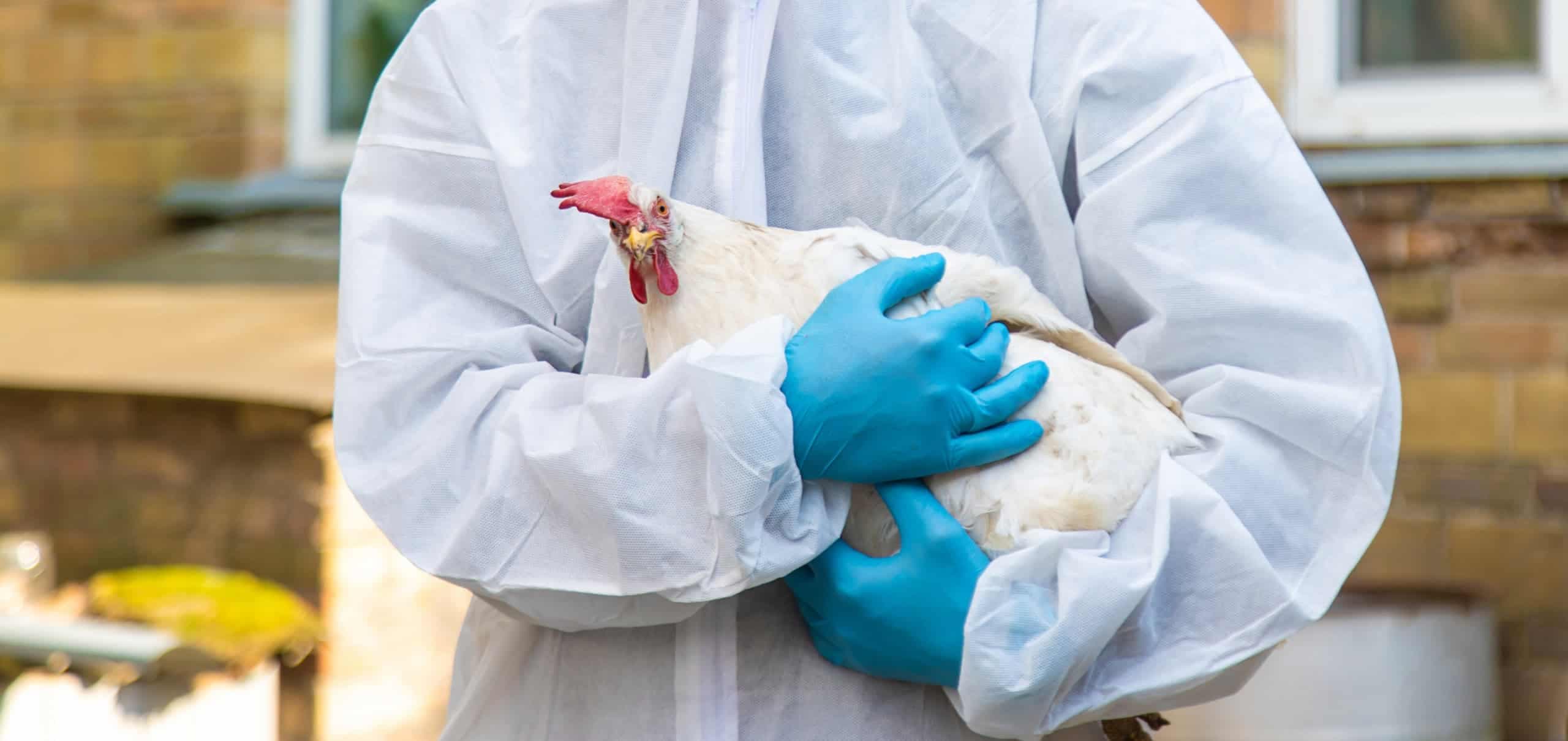 Caso inédito de gripe aviária H5N5 em humano acende alerta em Washington (Imagem: Tatevosian Yana/Shutterstock)