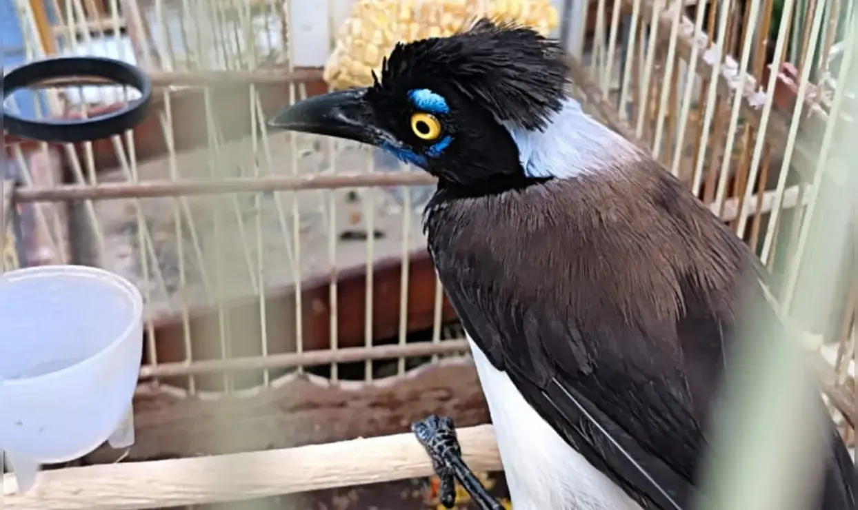 PM apreende 105 aves em feiras da Bahia; dois presos