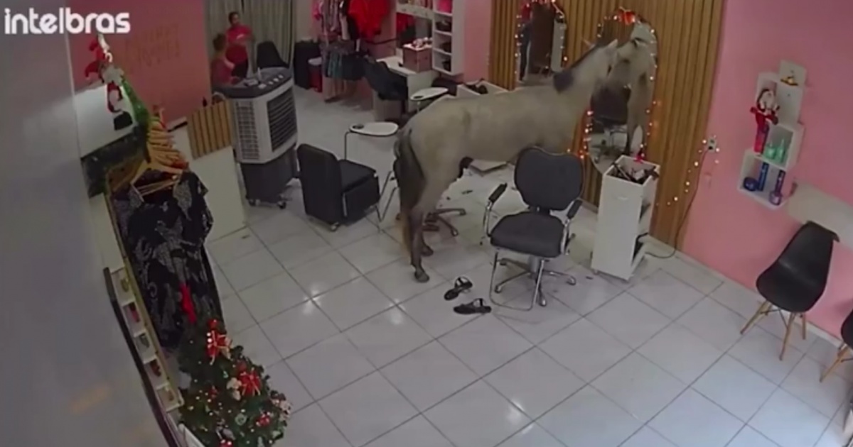 Cavalo invade salão de beleza em Teresina e é expulso com vassoura