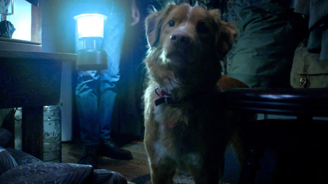 Filme Good Boy: terror narrado pelos olhos de um cão chama atenção