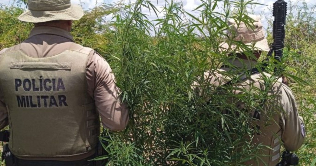 Polícia erradica 23 mil pés de maconha em Curaçá, Bahia