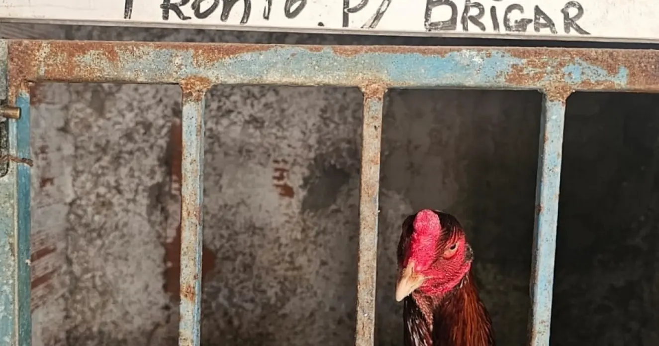 Rinha de galo em Jaguaripe: polícia da BA apreende 174 galos