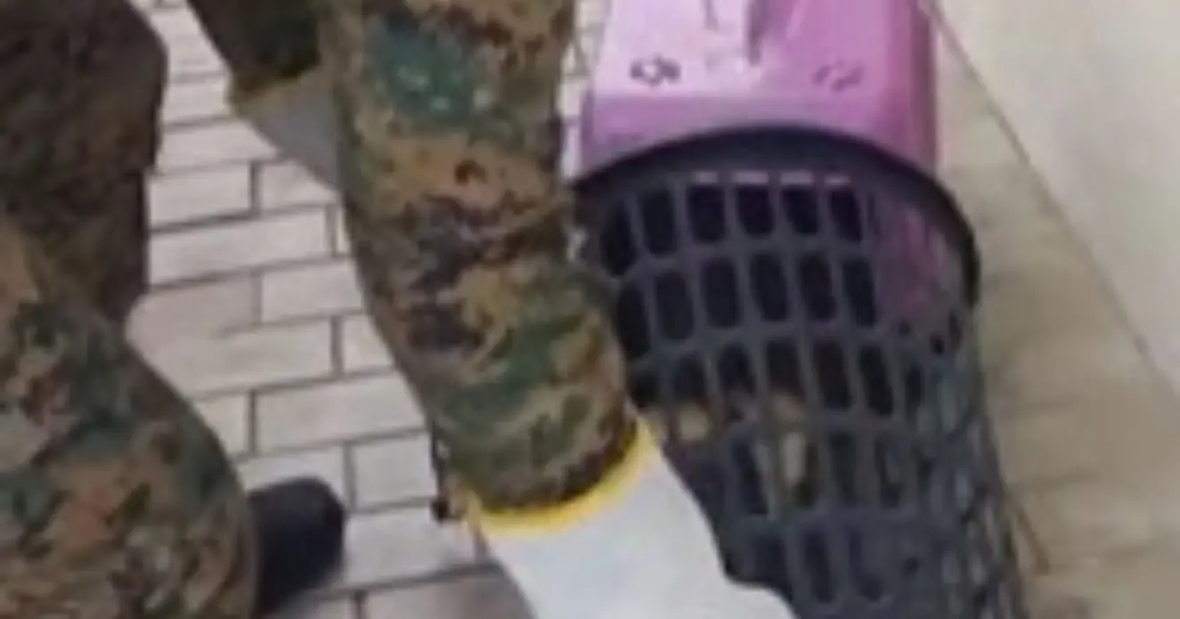 Tamanduá resgatado em condomínio de Camaçari, na Bahia