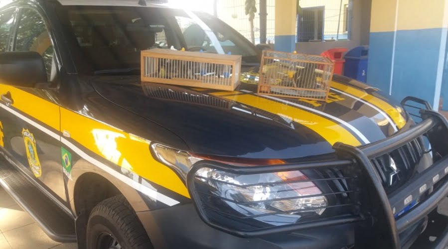 Bahia: Aves Silvestres São Resgatadas Pela Prf Após Serem Encontradas No Interior De Veículo Transportado Em Caminhão Cegonha Na Br 116
