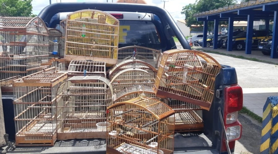 Prf Resgata 36 Animais Silvestres Mantidos Em Cativeiro Irregularmente Na Região De Feira De Santana-Ba
