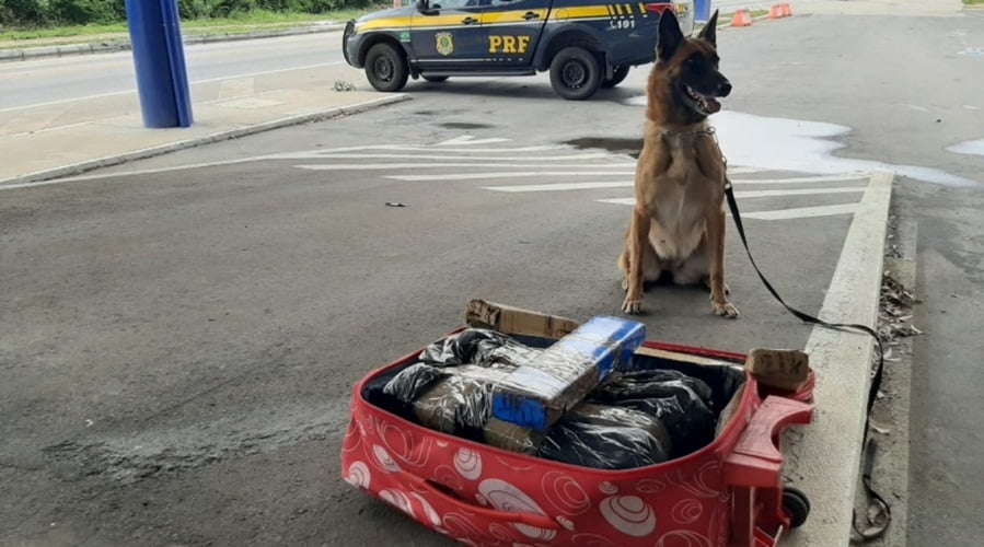 Bahia: Prf Prende Passageiros De Ônibus Transportando Quase 25Kg De Droga Na Br-116