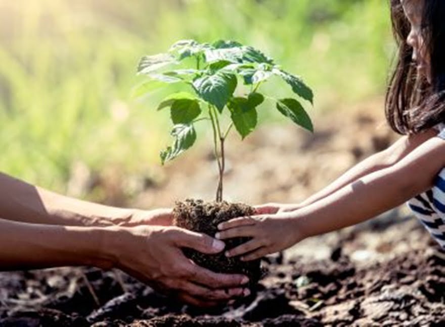 Projeto Vai Plantar Em Áreas De Mata Atlântica Uma Árvore Para Cada Vítima Da Covid No Brasil