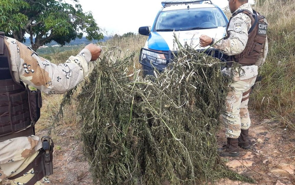 Pms Encontram Mil Pés De Maconha Em Casa Abandonada Na Bahia