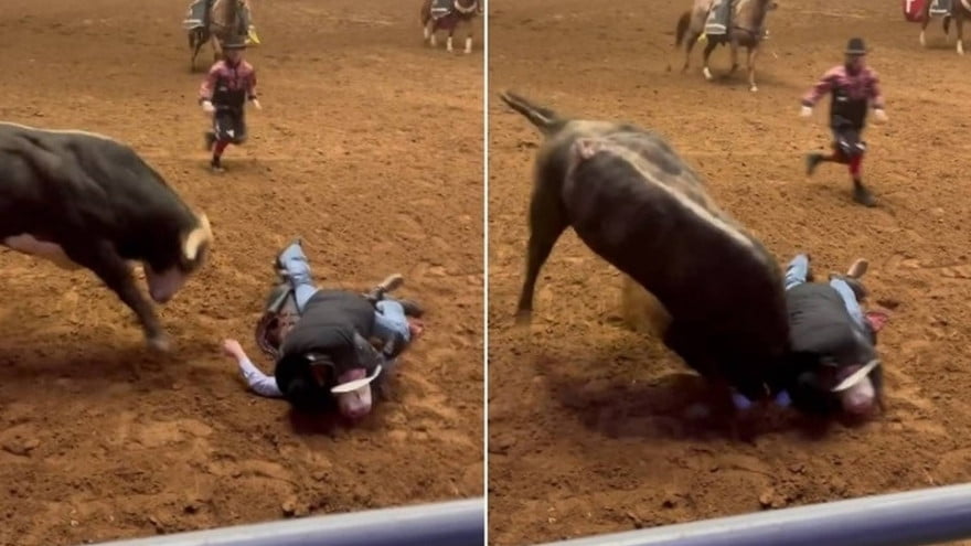 Para Salvar Filho Que Desmaiou, Pai Entra Em Arena E Acaba Chifrado Por Touro; Veja