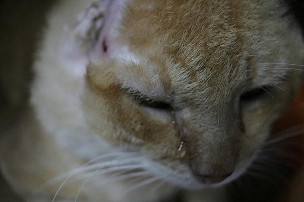 Gatos São Torturados E Mortos Em Condomínio De Luxo Em Salvador - Ba