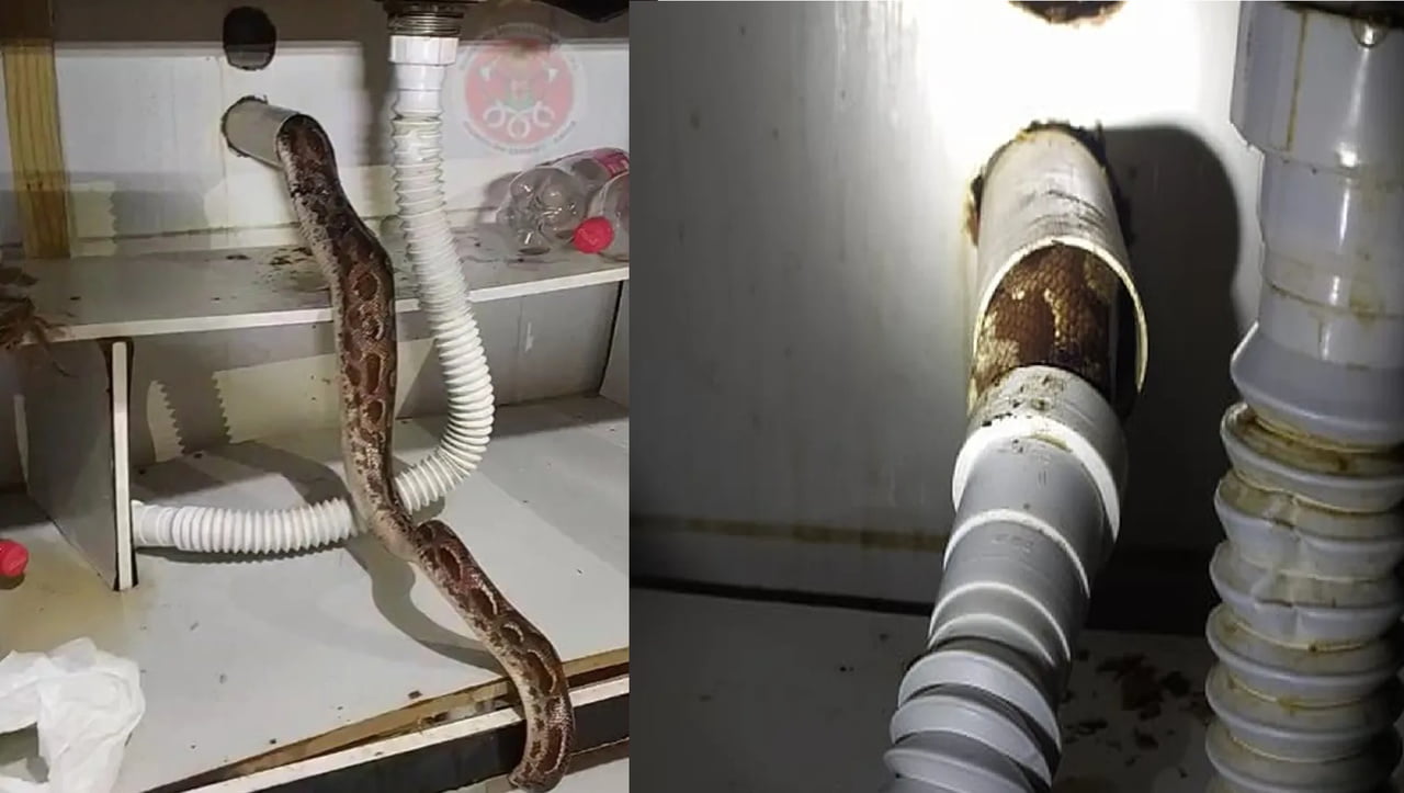 Jiboia É Encontrada Presa Dentro Da Tubulação De Uma Pia