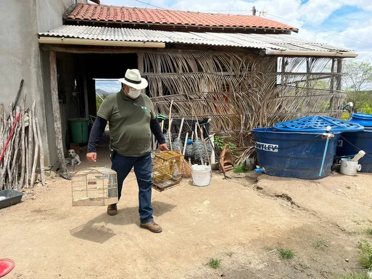 Animais Silvestres Que Viviam Em Cativeiro