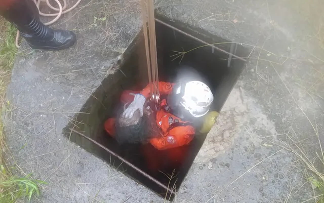 Bombeiros Resgatam Gato