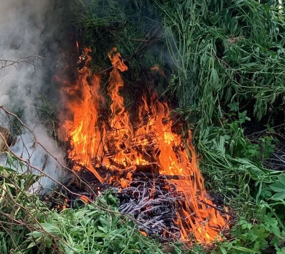 Foragido Da Justiça É Preso Com Seis Mil Pés De Maconha Na Cidade De Curaçá, No Norte Da Bahia