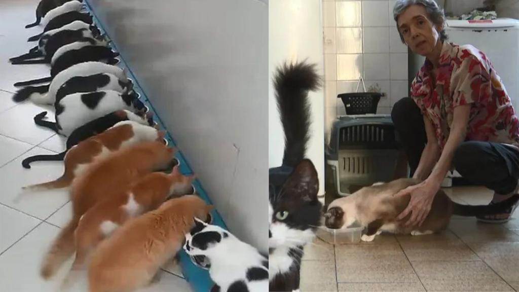 Arquiteta Denuncia Ex-Marido Por Invadir Apartamento E Furtar 19 Gatos Na Bahia