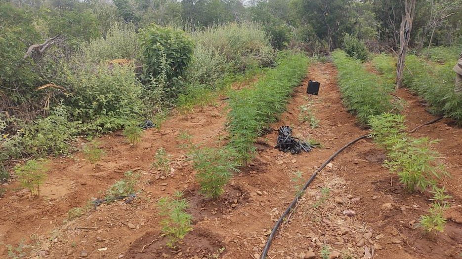 Maconha No Norte Da Bahia