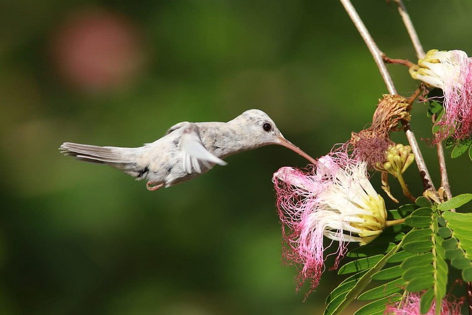 Beija-Flor Com Plumagem Rara É Encontrado Em Reserva De Proteção No Sul Da Bahia