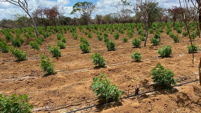 Polícia Militar Destrói 4 Hectares De Plantação De Maconha Em Umburanas, Norte Da Bahia