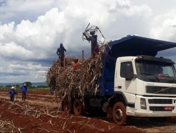 Fiscalização Encontra Mais De 200 Trabalhadores Em Condições Precárias Em Plantações De Cana-De-Açúcar