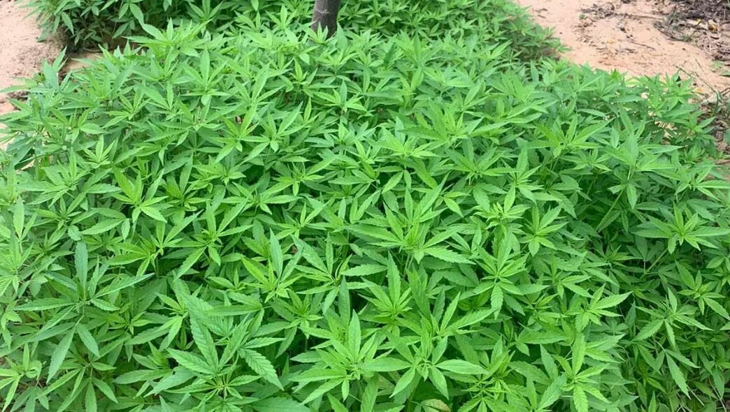 14 Mil Pés De Maconha São Erradicados No Norte Da Bahia