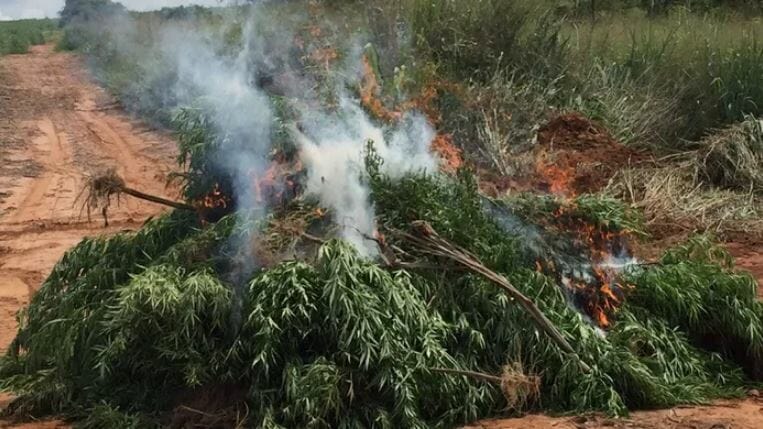 Drones Auxiliam Na Descoberta De Mega Plantação De Maconha Em Xique-Xique