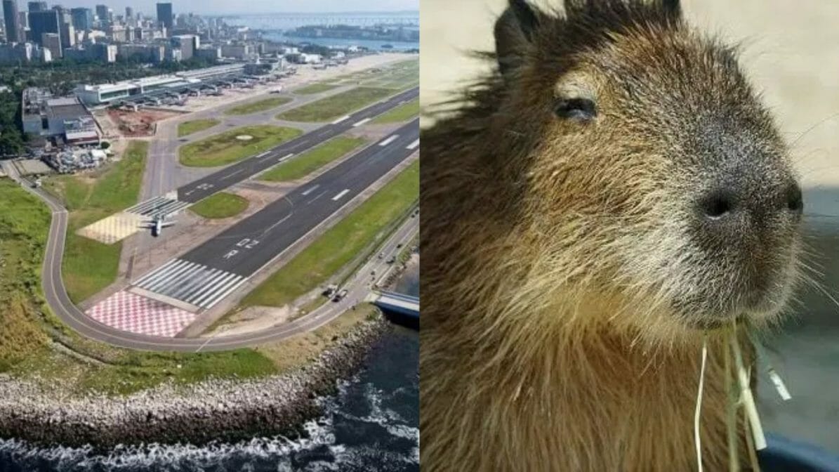 Capivara Atravessa Pista E Avião Arremete No Santos Dumont