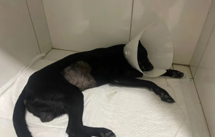 Polícia Prende Acusado De Espancar Cachorro A Pauladas Em Itaberaba, Bahia