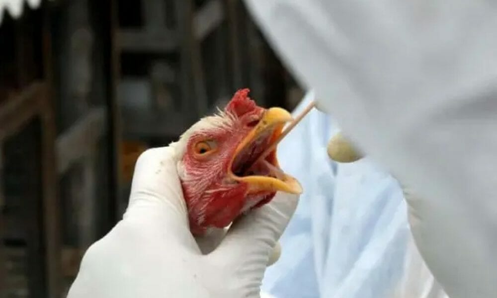 Alerta De Saúde: Segundo Caso De Gripe Aviária Em Animal Doméstico No Brasil