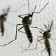 Casos De Dengue Grave Na Bahia Crescem 168% Em 2023, Alerta Sesab