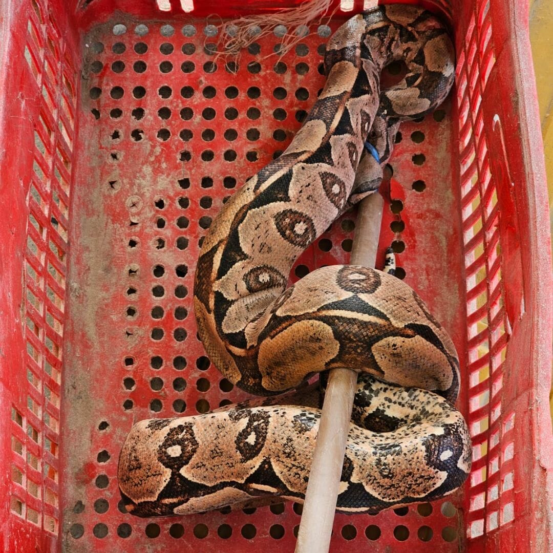 Jiboia De Um Metro E Meio É Resgatada Em Paulo Afonso