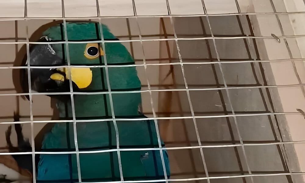 Tráfico De Araras-Azuis-De-Lear Na Bahia: Aves São Vendidas Por R$ 200 Mil