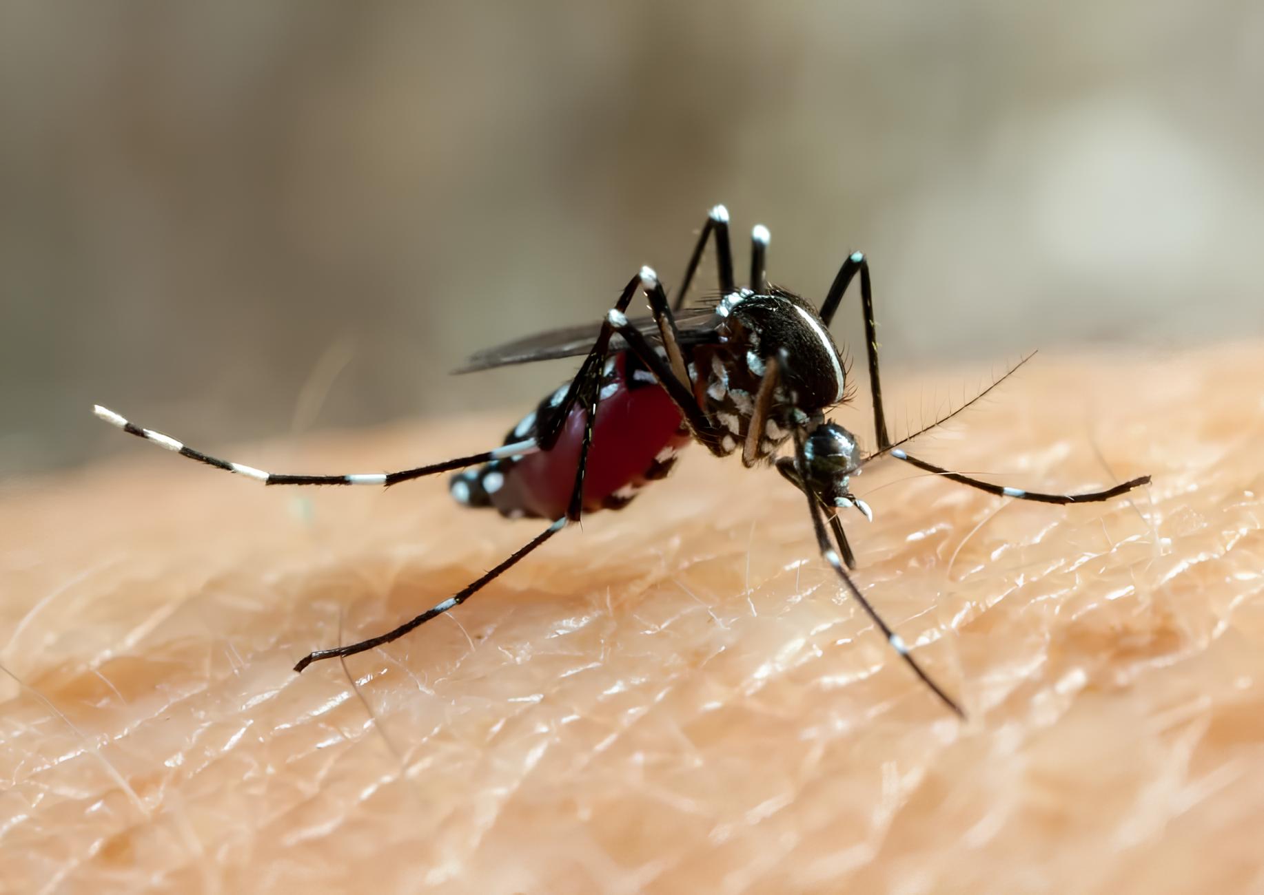 Paulo Afonso Lidera Incidência De Dengue Na Bahia; Casos Aumentam 37,2%