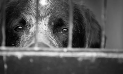 Mulher Acusada De Arremessar Cachorros Por Cima De Muro Afirma Que Tem Transtorno Mental