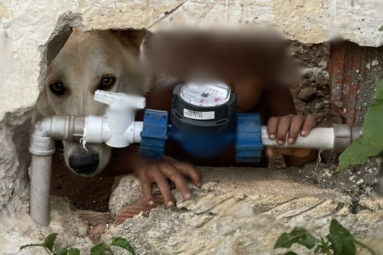Alagoas: Menino De 2 Anos É Encontrado Sem Vestimentas Acompanhado Apenas De Um Cão: Por Uma Abertura No Muro, A Criança Chamava As Pessoas Que Passavam Na Rua