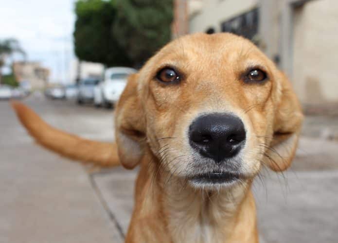 Consumo De Carne De Cachorro