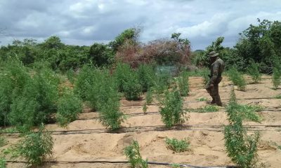 Bahia: Plantação Com Mais De 35 Mil Pés De Maconha É Erradicada Em Curaçá