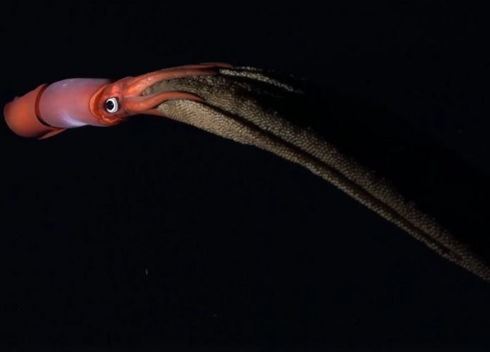 Gonatus Onyx