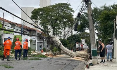 São Paulo Enfrenta Forte Chuva Com Ventos De Até 75 Km/H, Quedas De Árvores E Interrupções De Energia